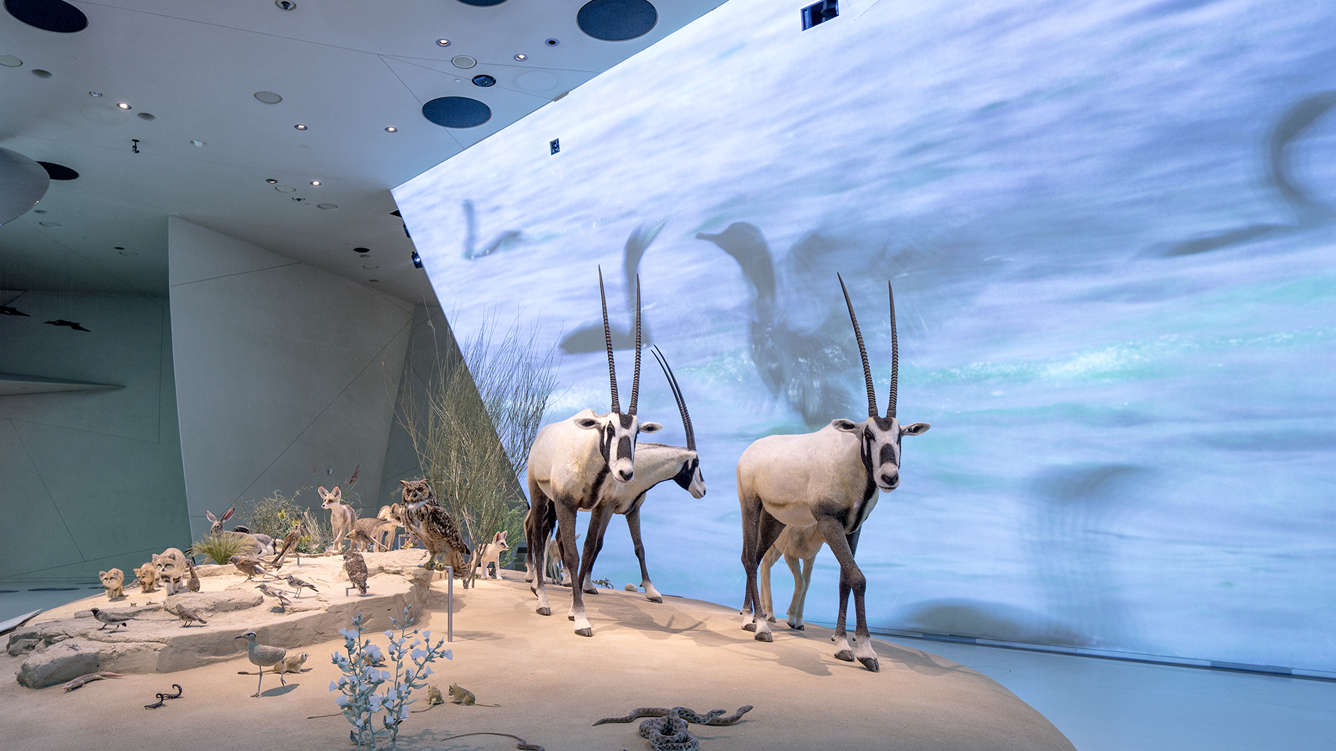 National Museum of Qatar,Qatar